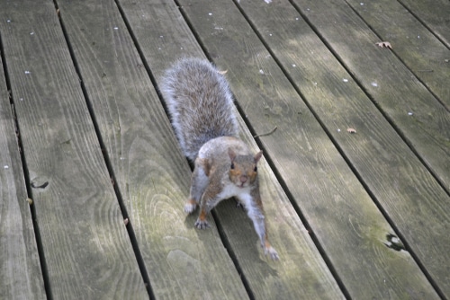 How to Keep Animals Away from Your Deck