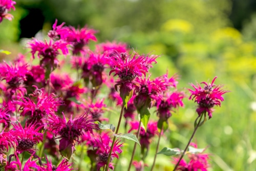 New England Aster