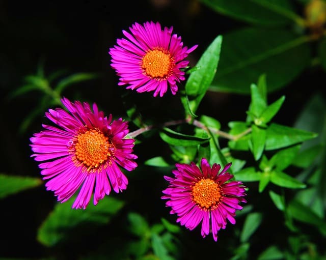 3 Ways to Incorporate Plants into Your Deck Design